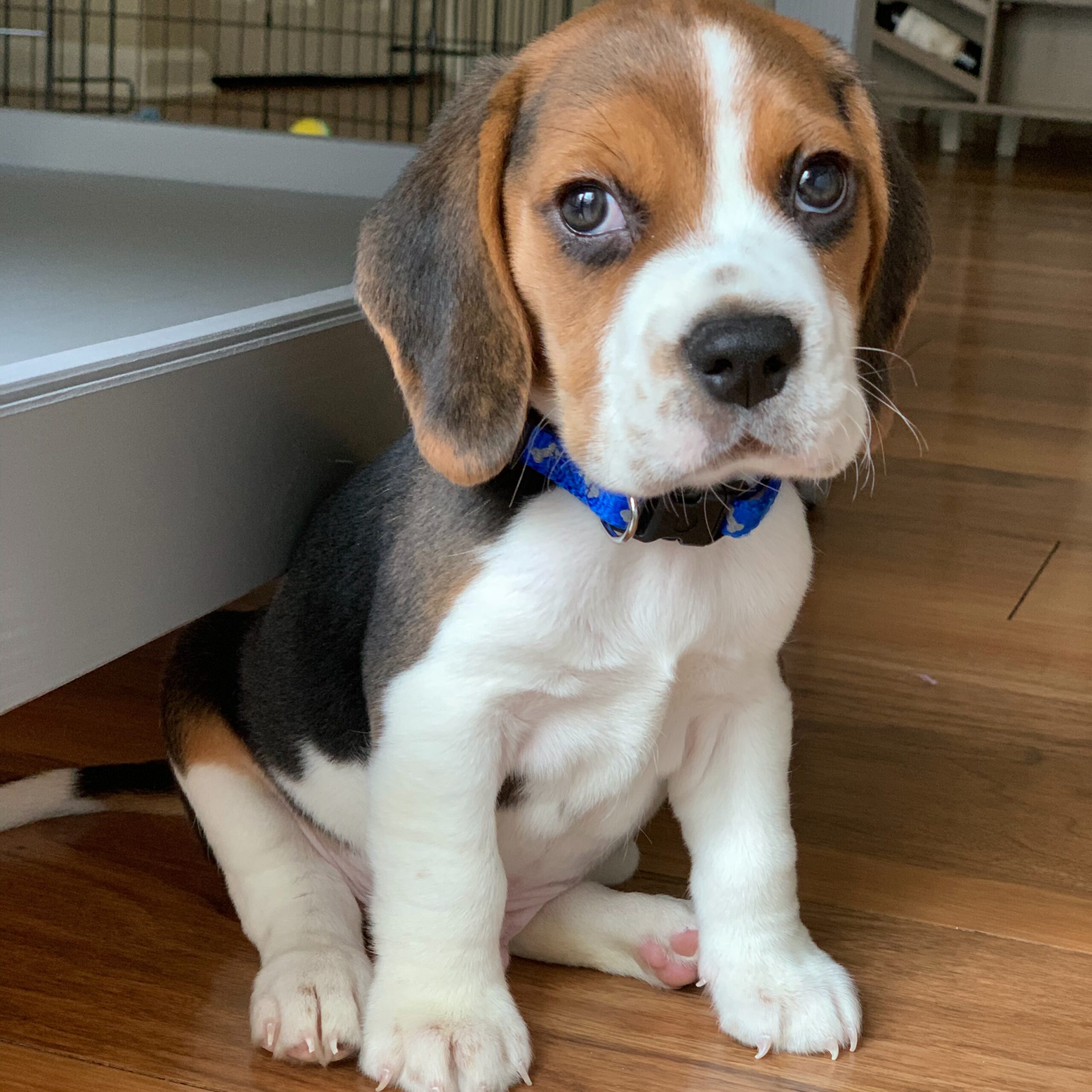 Charlie Beagle puppy relaxing