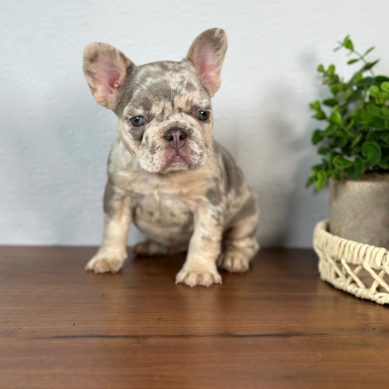 Calais the French Bulldog puppy
