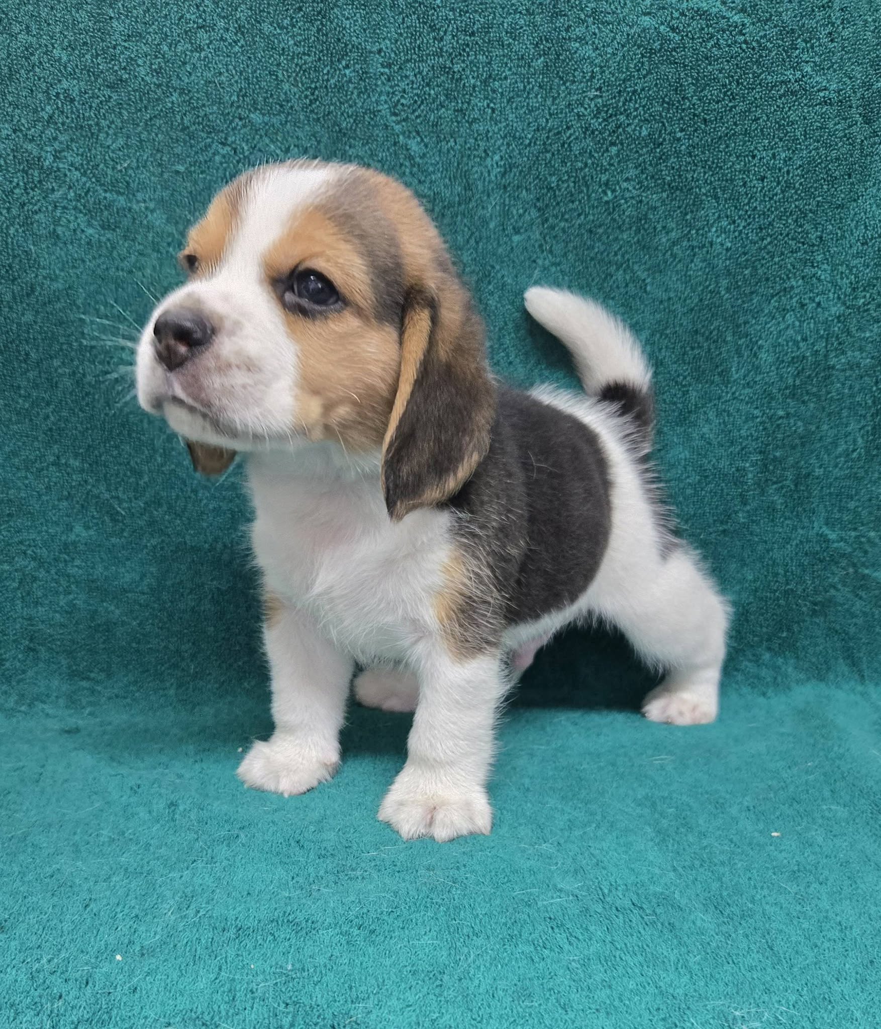 Teddy Beagle puppy portrait