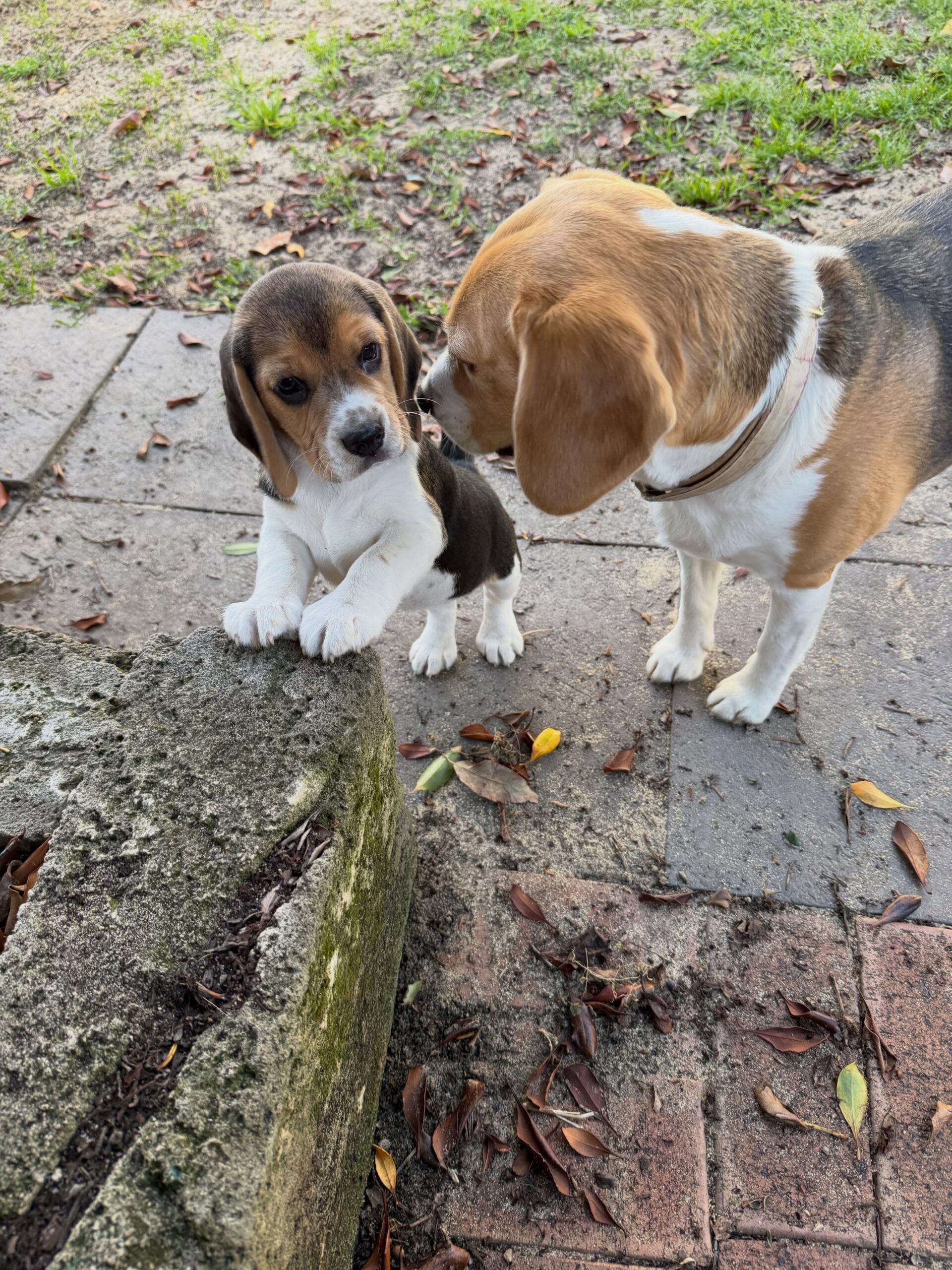 Milo the Beagle puppy