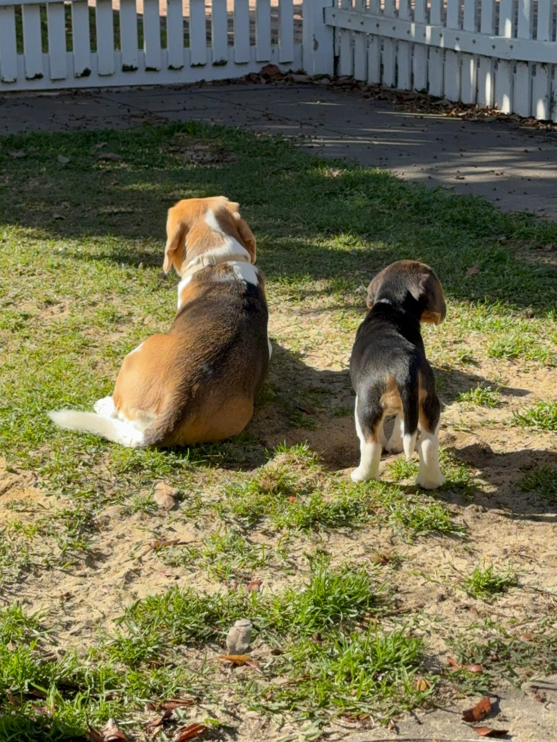 Charlie the Beagle puppy