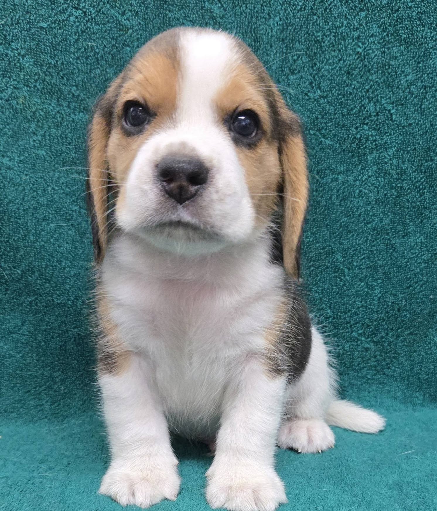 Teddy Beagle puppy standing