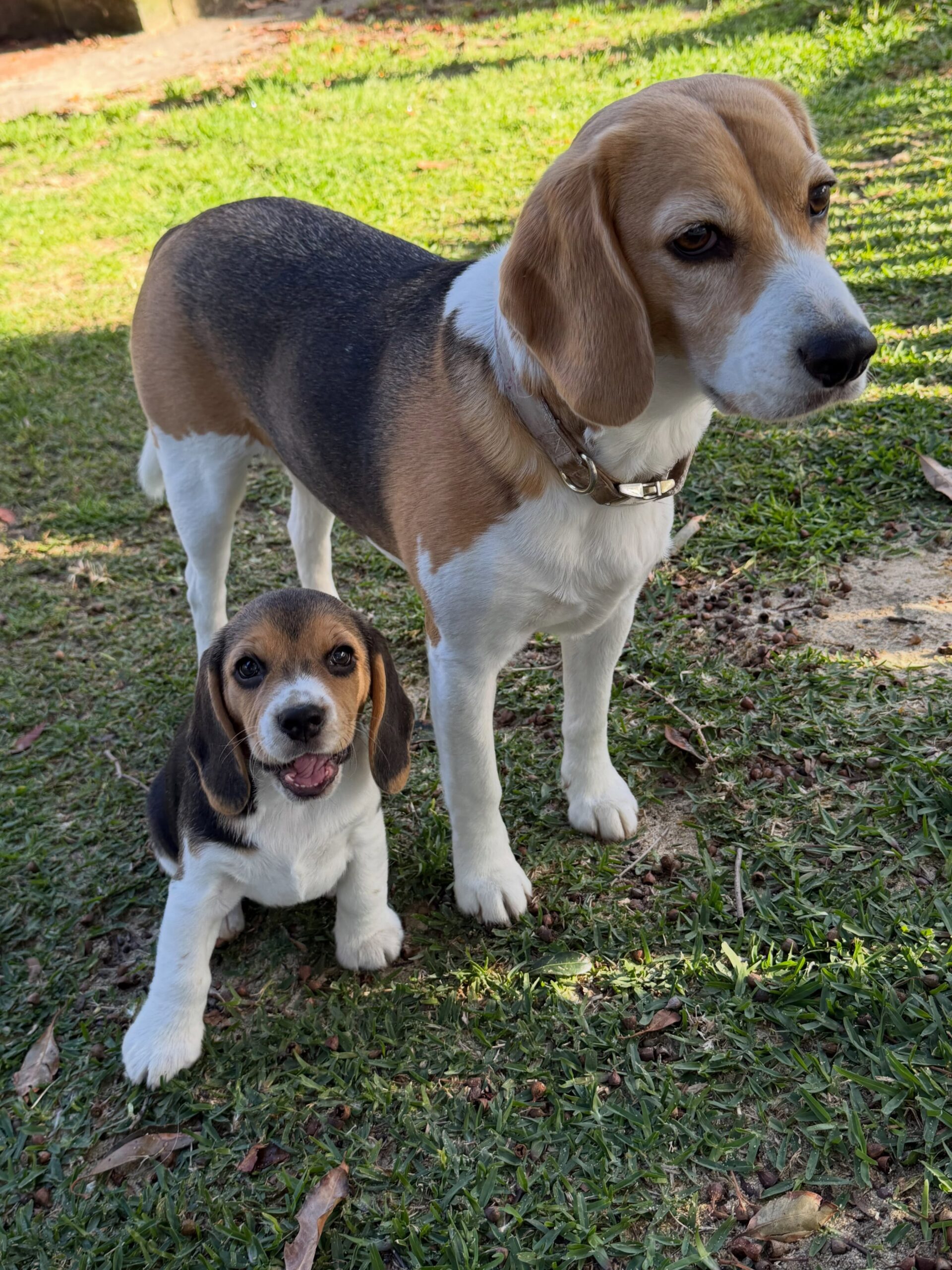 Charlie the Beagle puppy