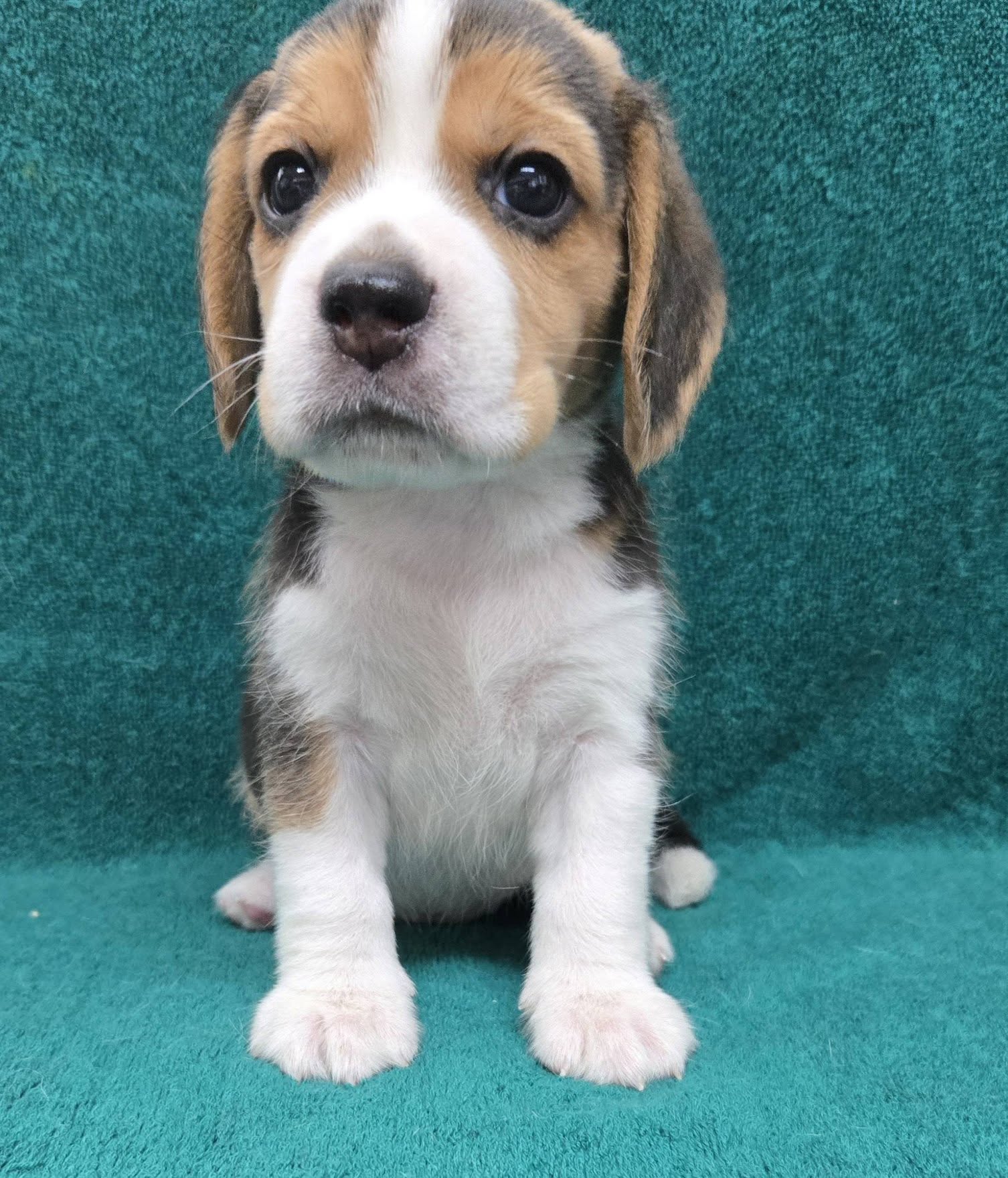 Teddy Beagle puppy sitting