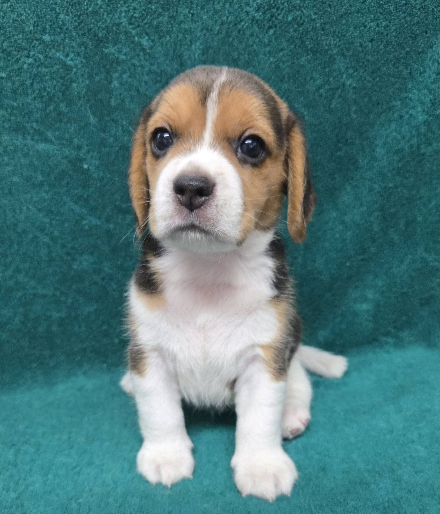 Teddy, a tricolor Beagle puppy