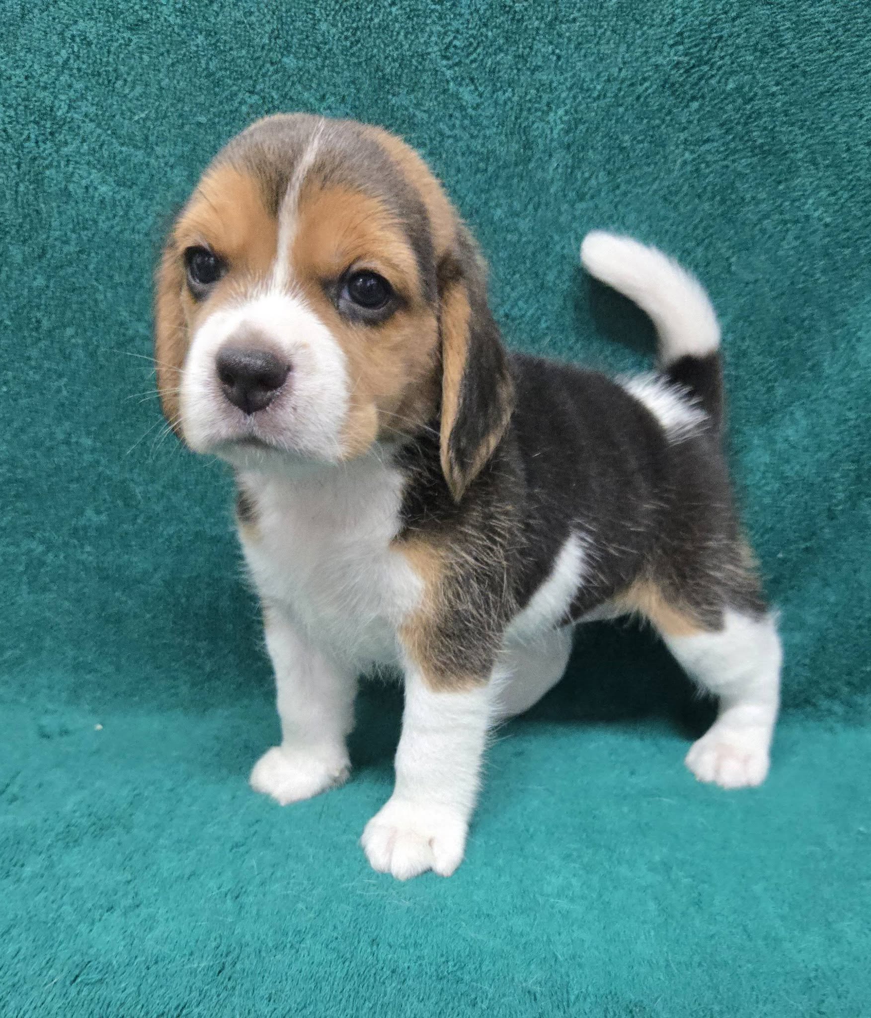 Teddy Beagle puppy, additional portrait