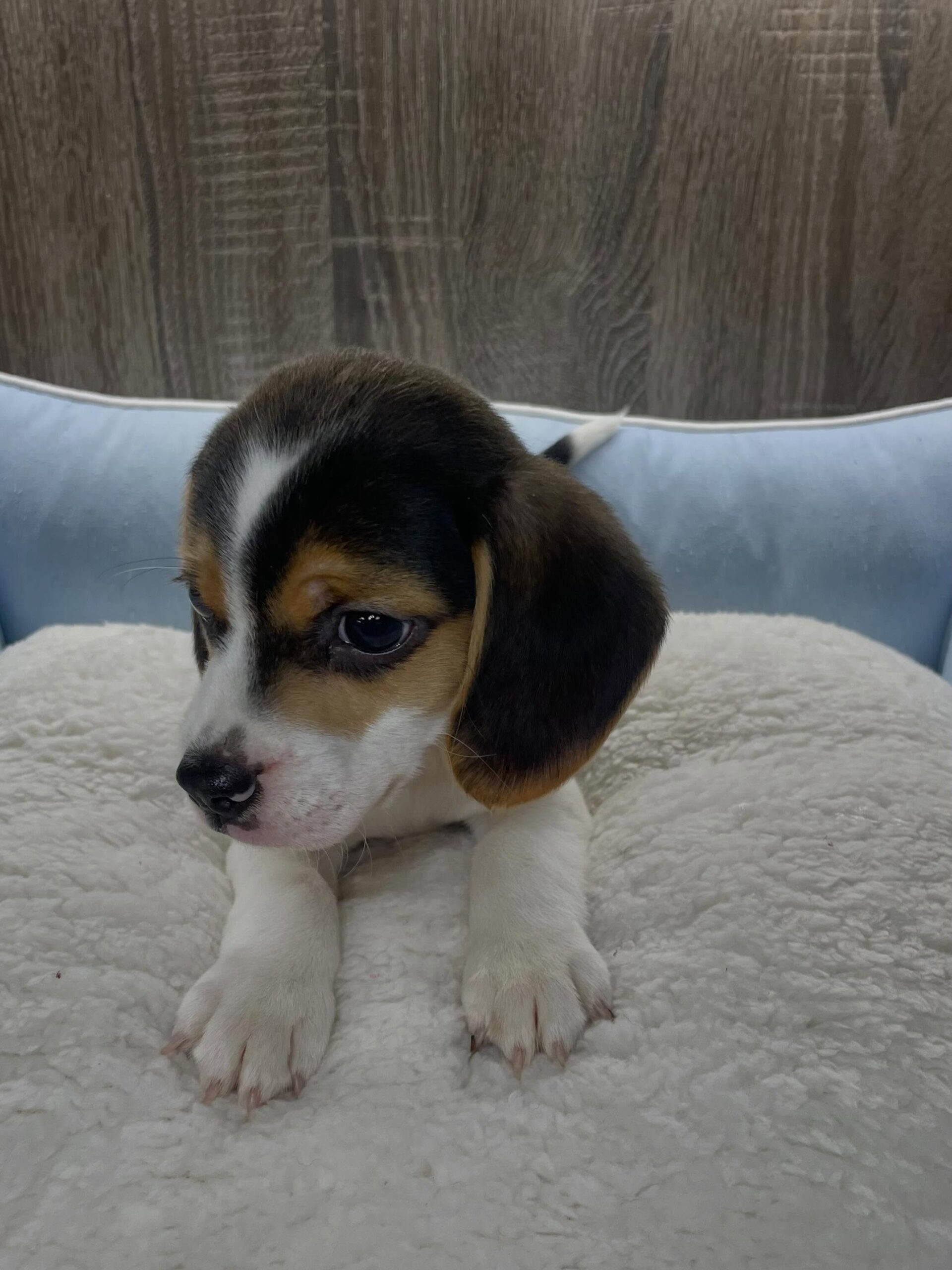 Remy Beagle puppy, additional portrait