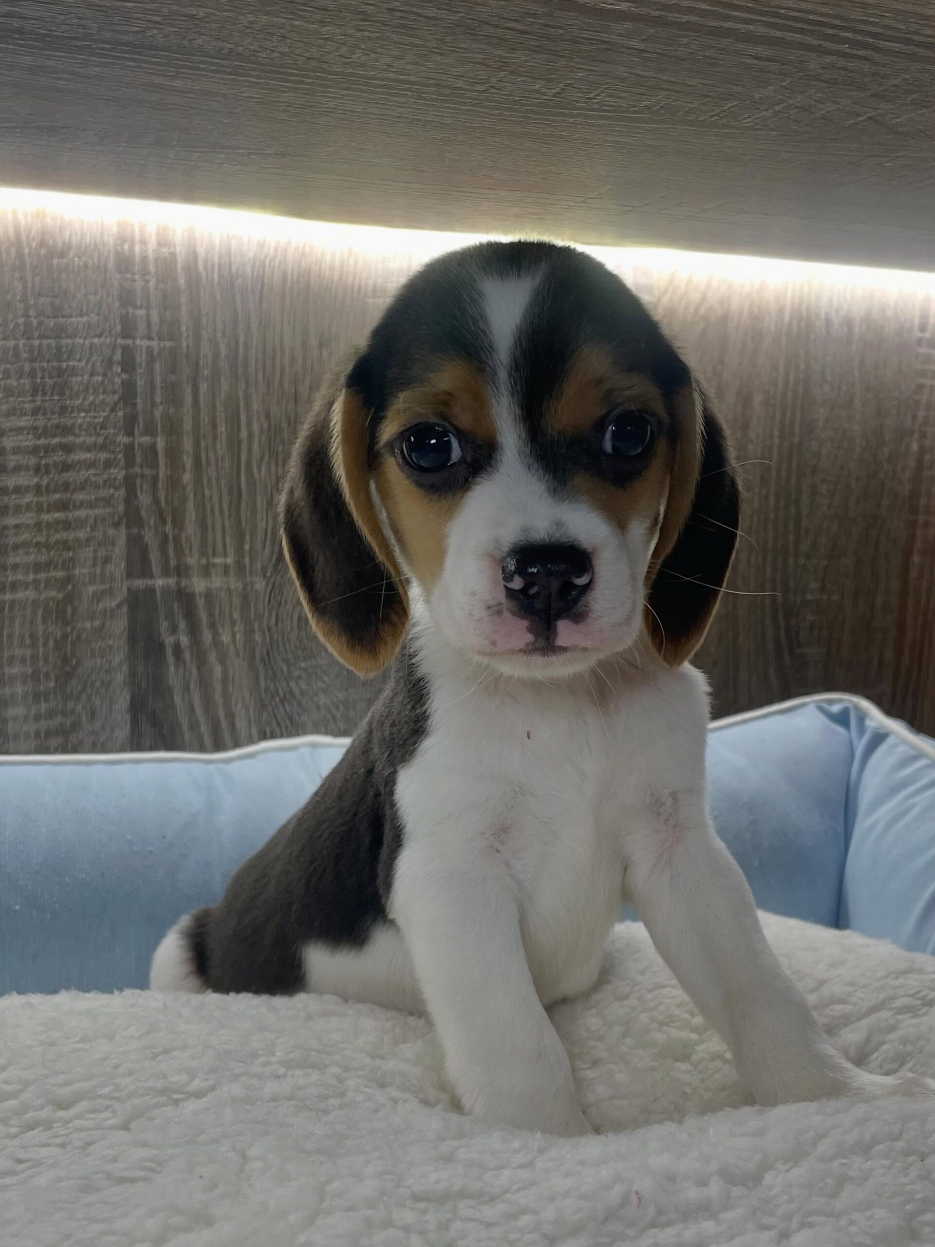 Remy Beagle puppy sitting