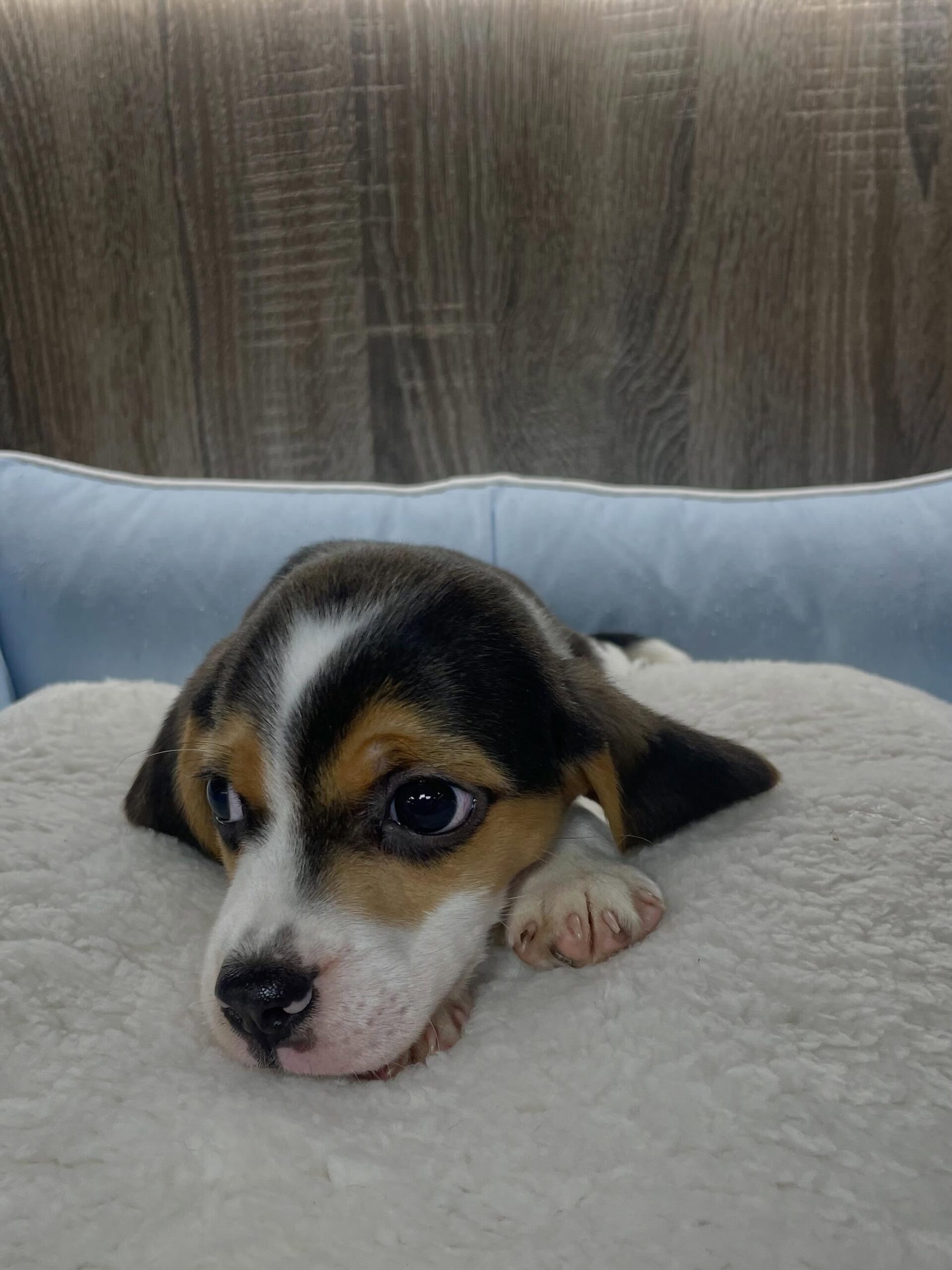 Remy Beagle puppy from another angle