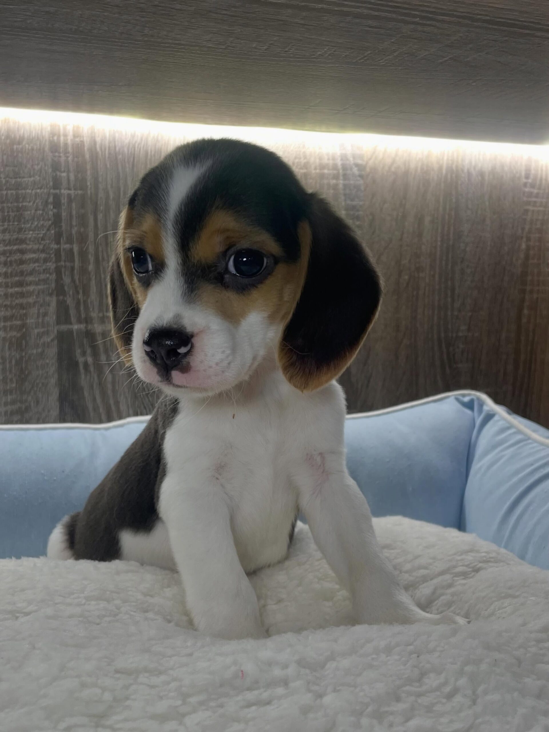 Remy, a tricolor Beagle puppy