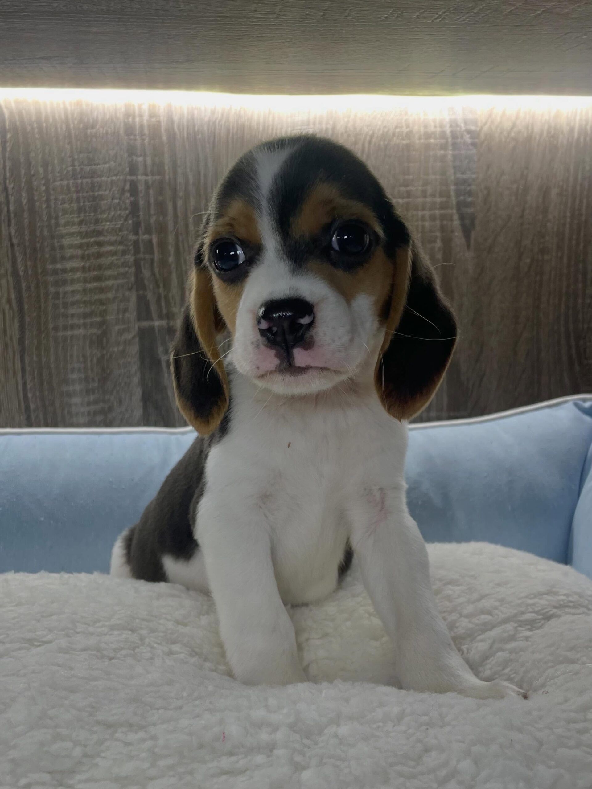 Remy Beagle puppy portrait