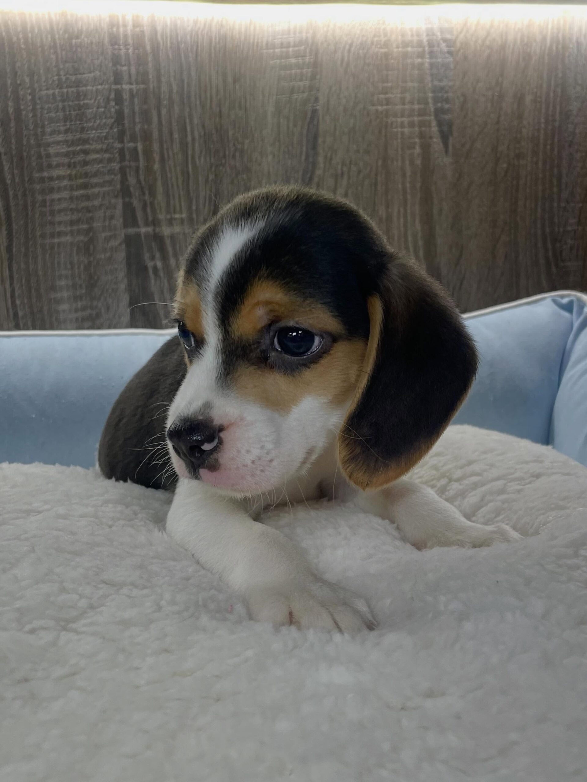 Remy the Beagle puppy