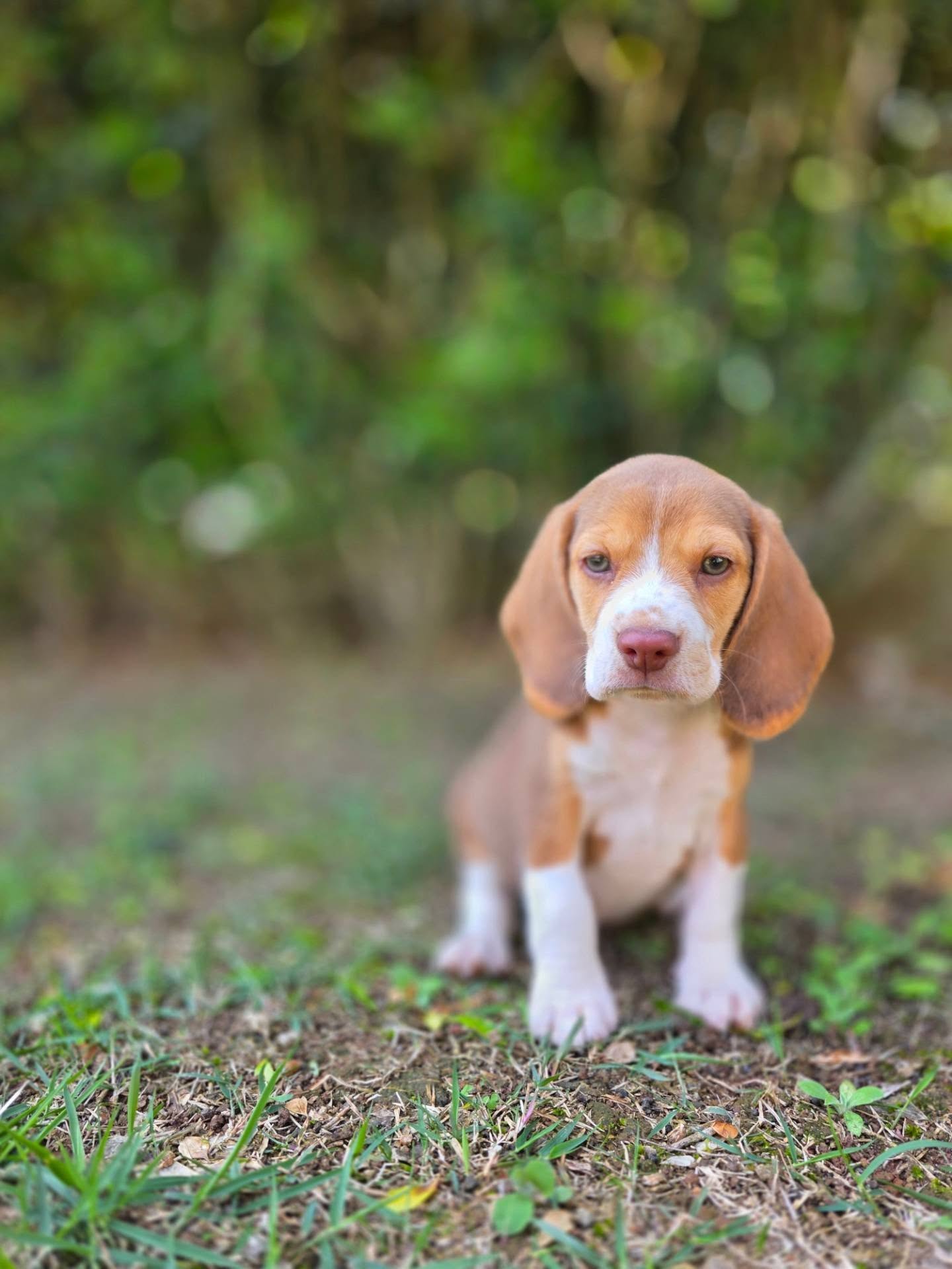Tobi Beagle puppy portrait