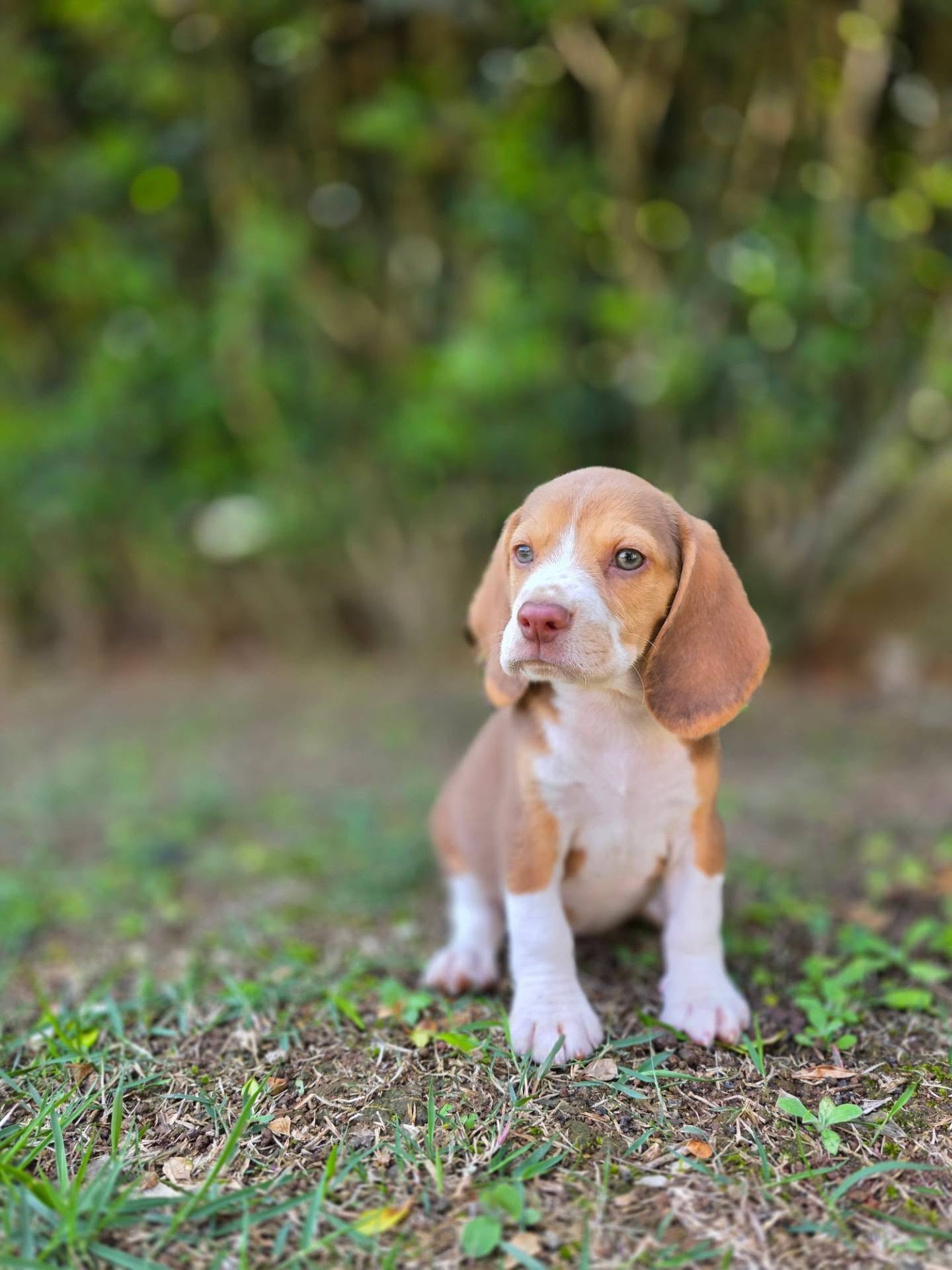 Tobi, a Beagle puppy