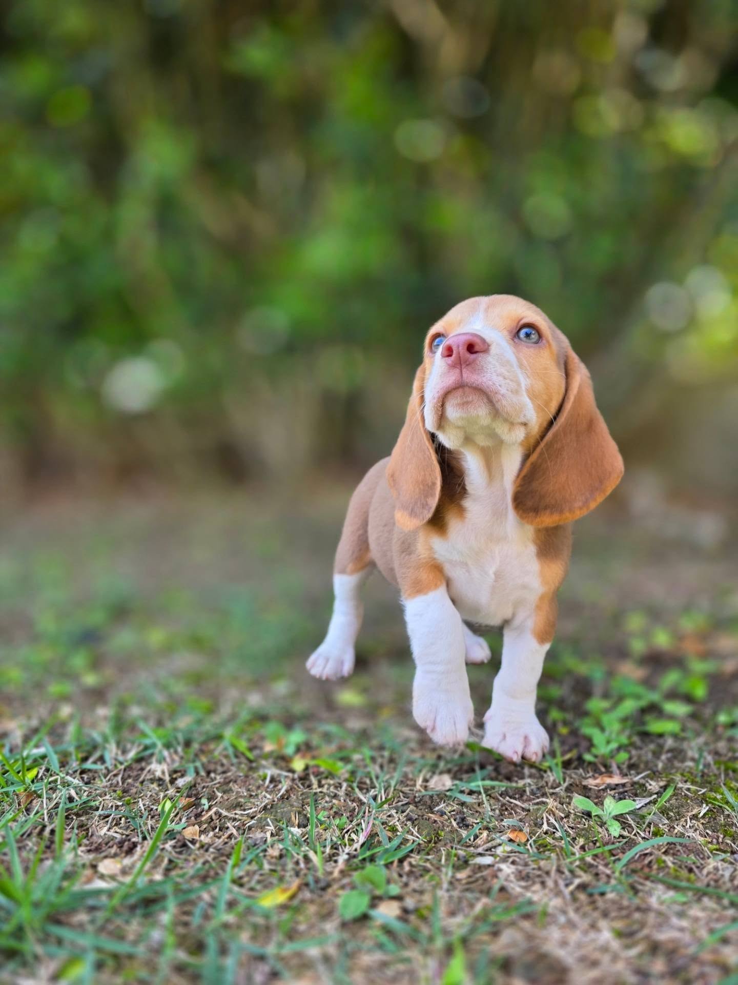 Tobi Beagle puppy from another angle
