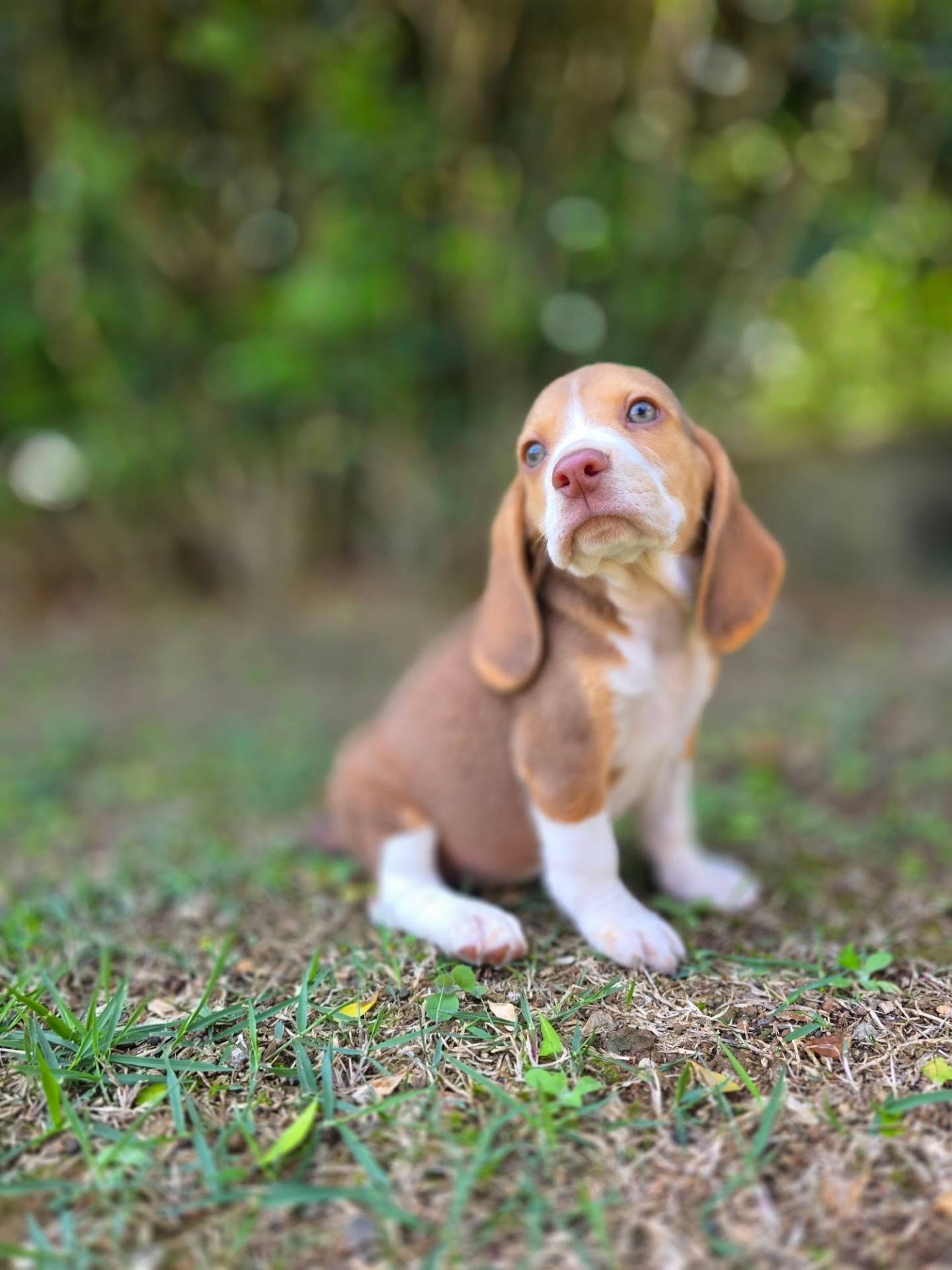Tobi Beagle puppy standing