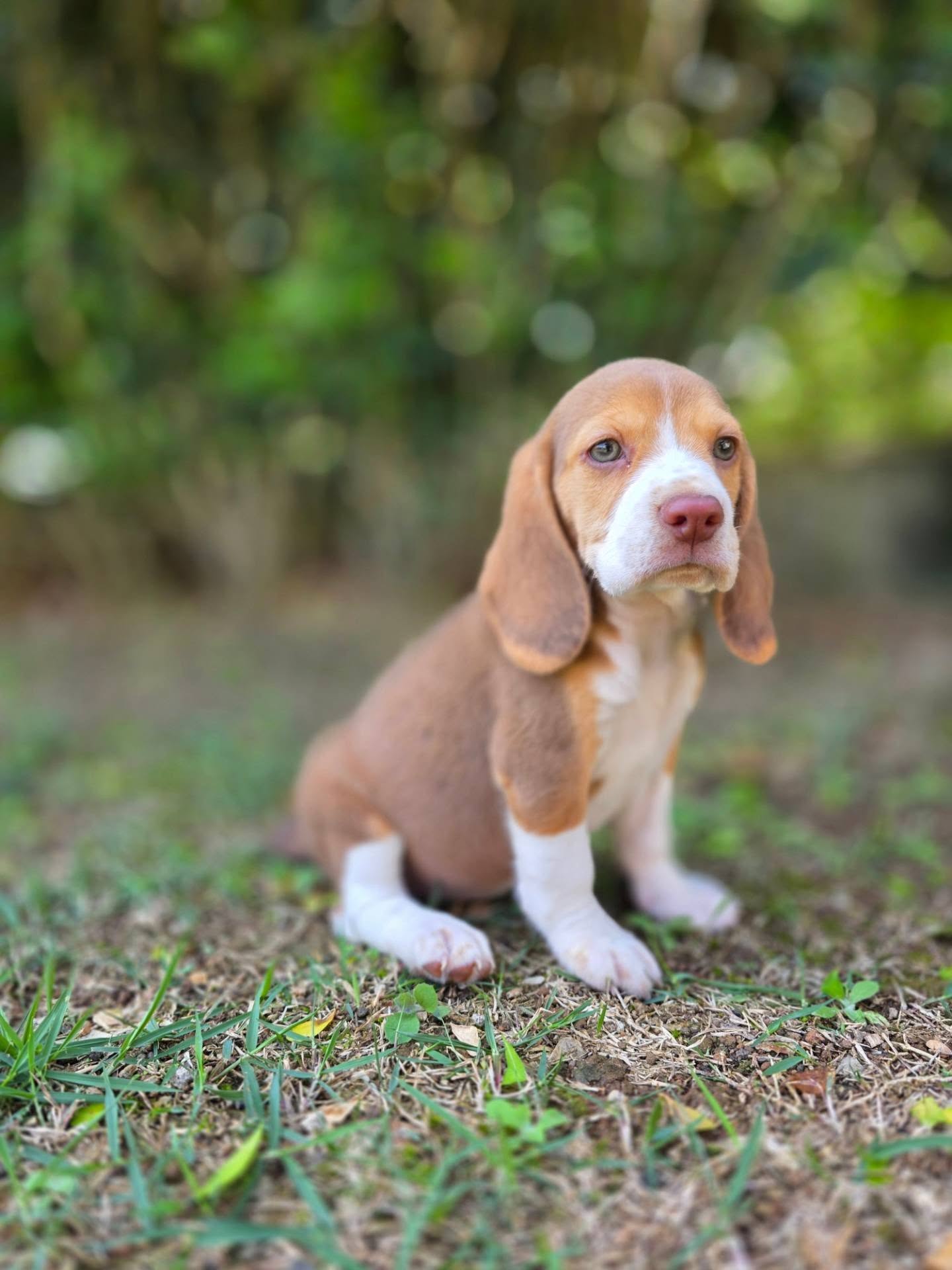 Tobi Beagle puppy sitting