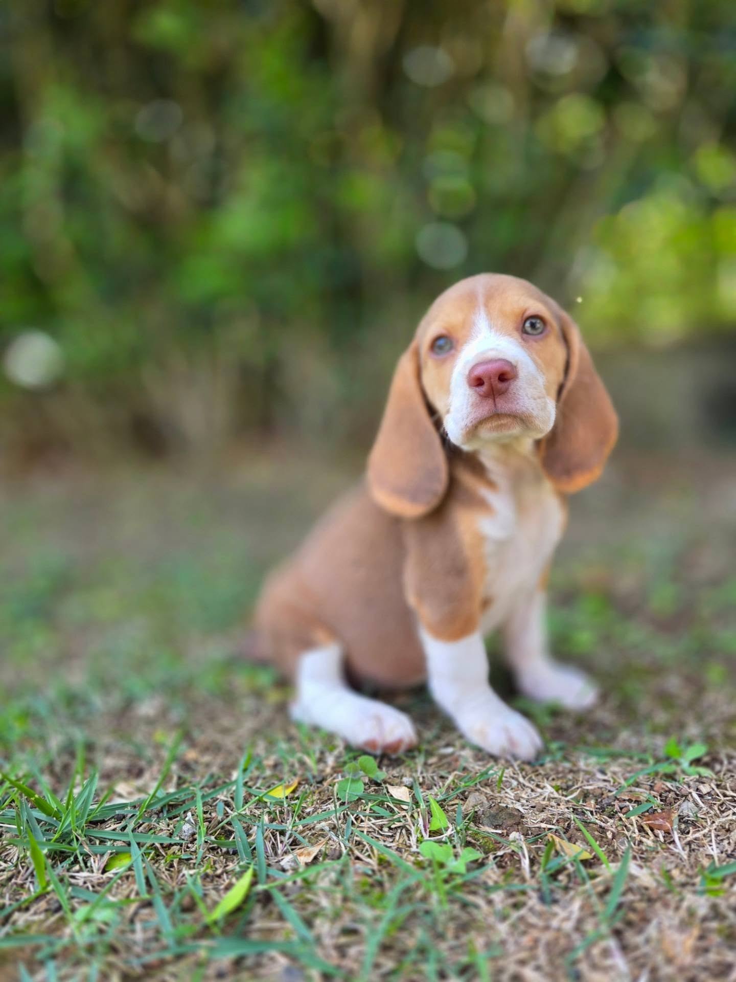 Tobi the Beagle puppy