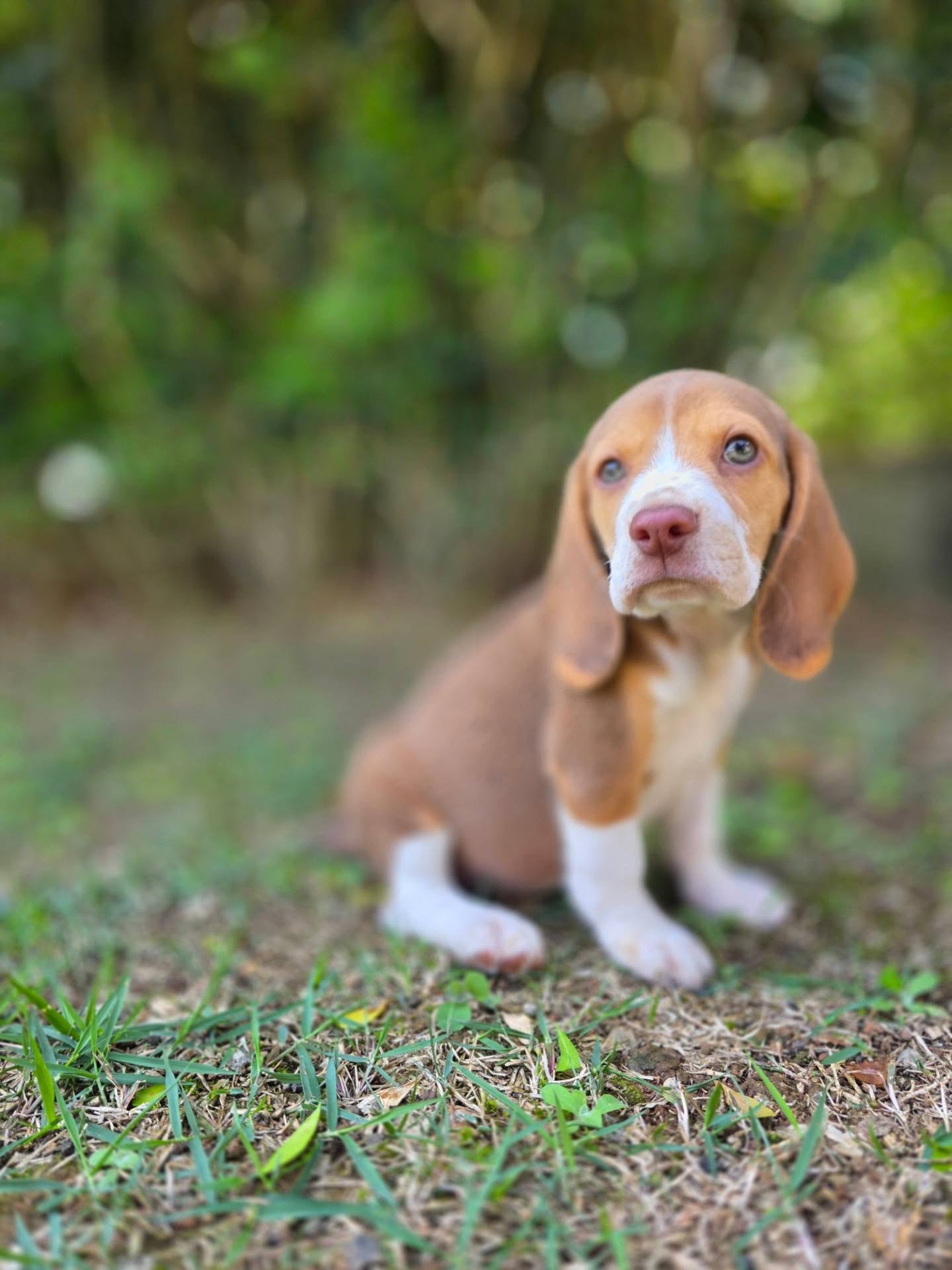 Tobi Beagle puppy additional portrait