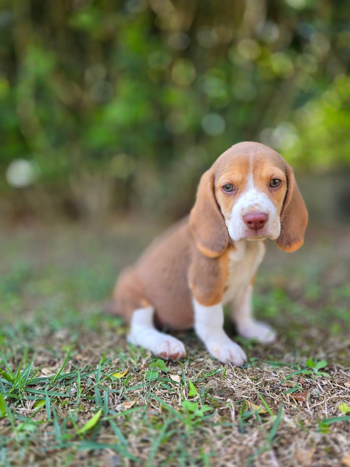 Tobi Beagle puppy close-up