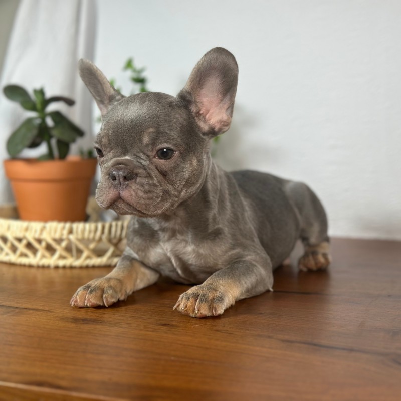 Beau lilac and tan French Bulldog standing