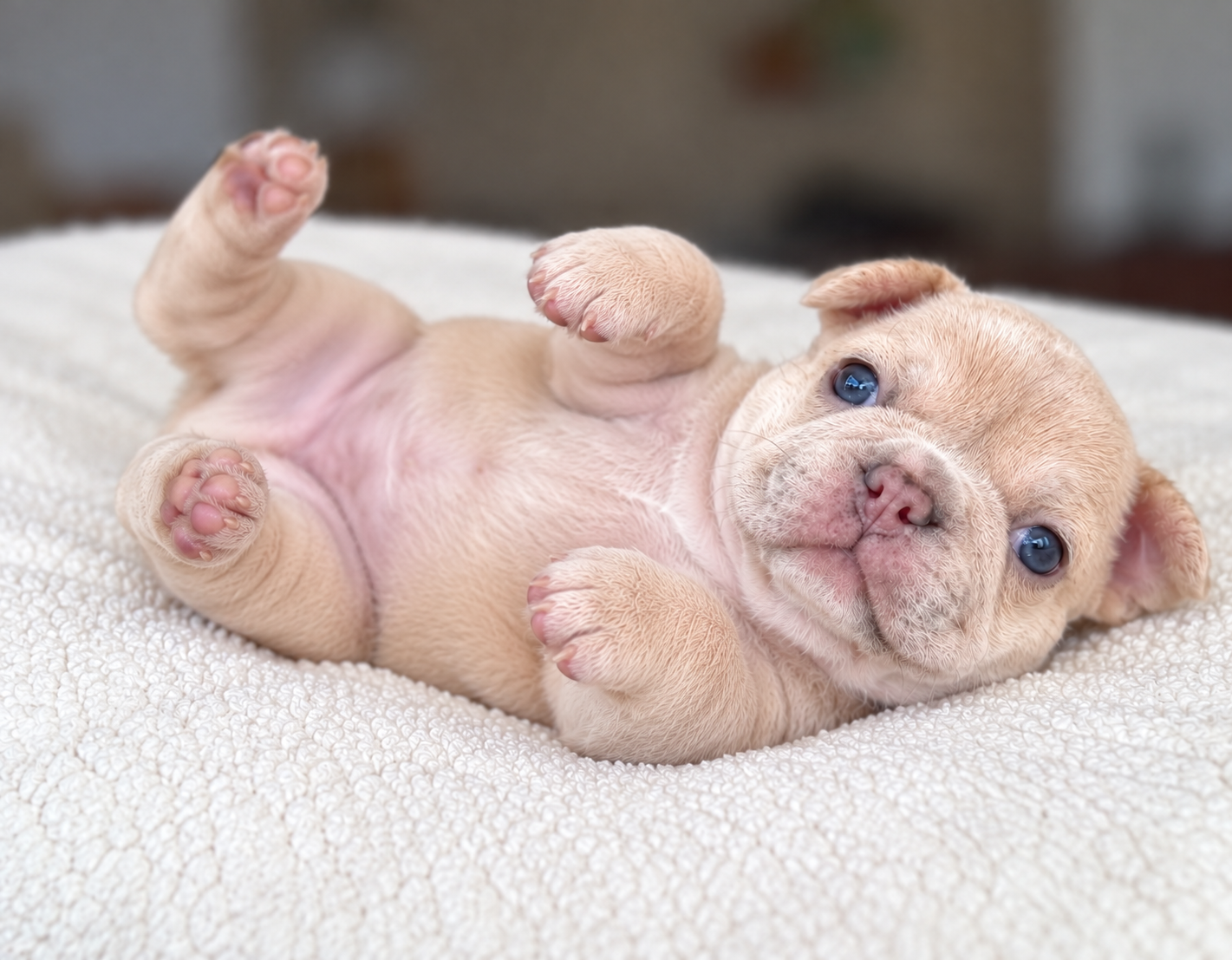 Truffles sitting on a blanket