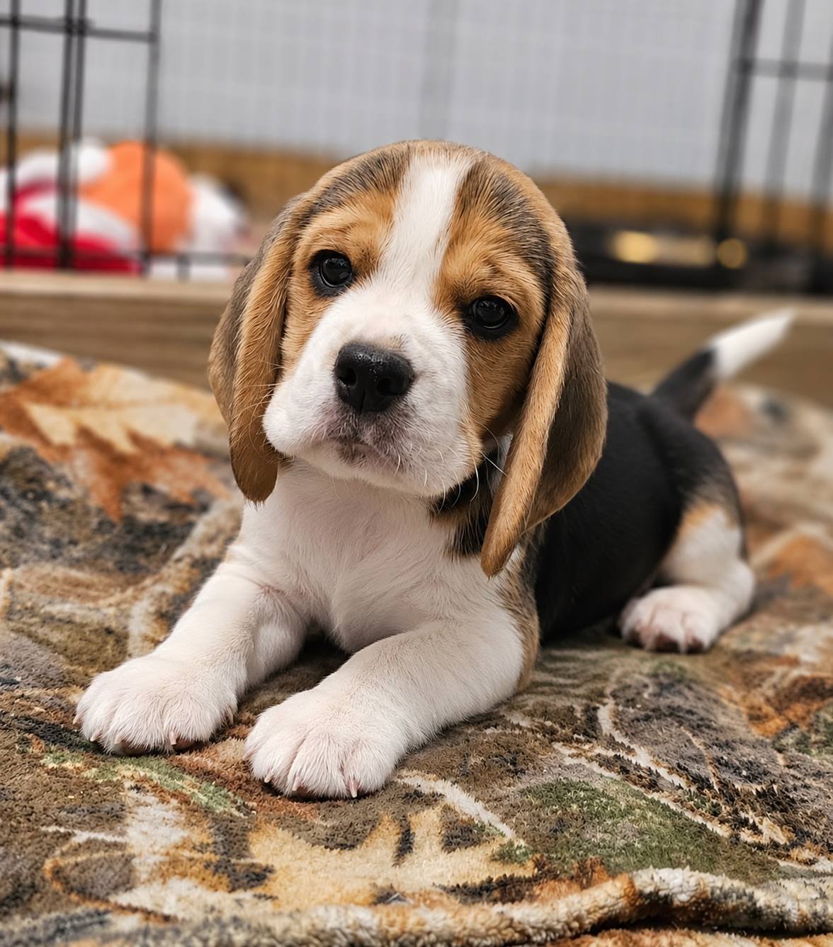 Grayco the Beagle puppy