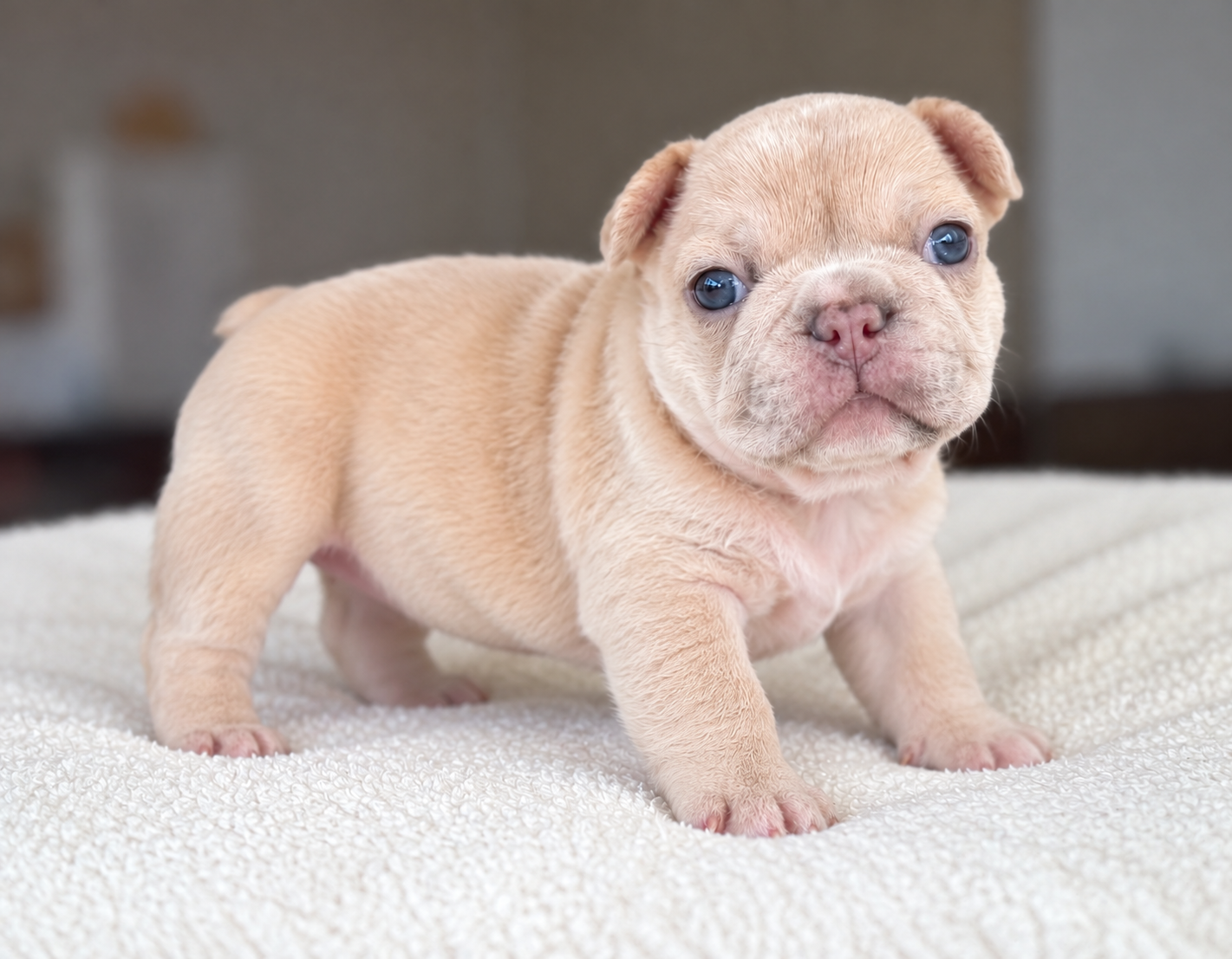 Truffles puppy portrait