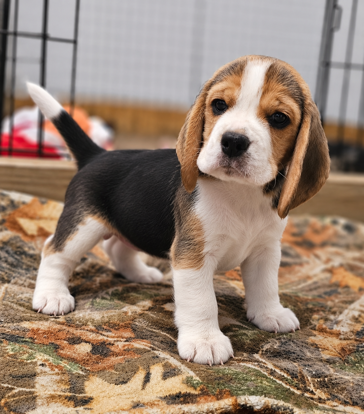 Grayco Beagle puppy, additional portrait