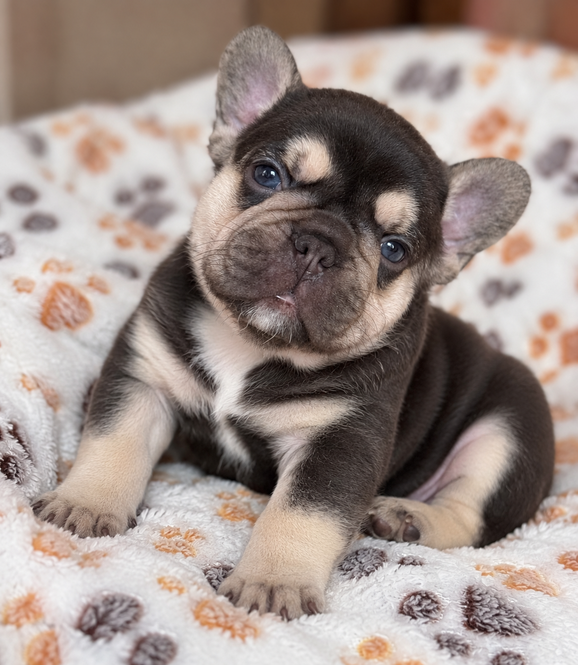 Elvis sitting on a blanket