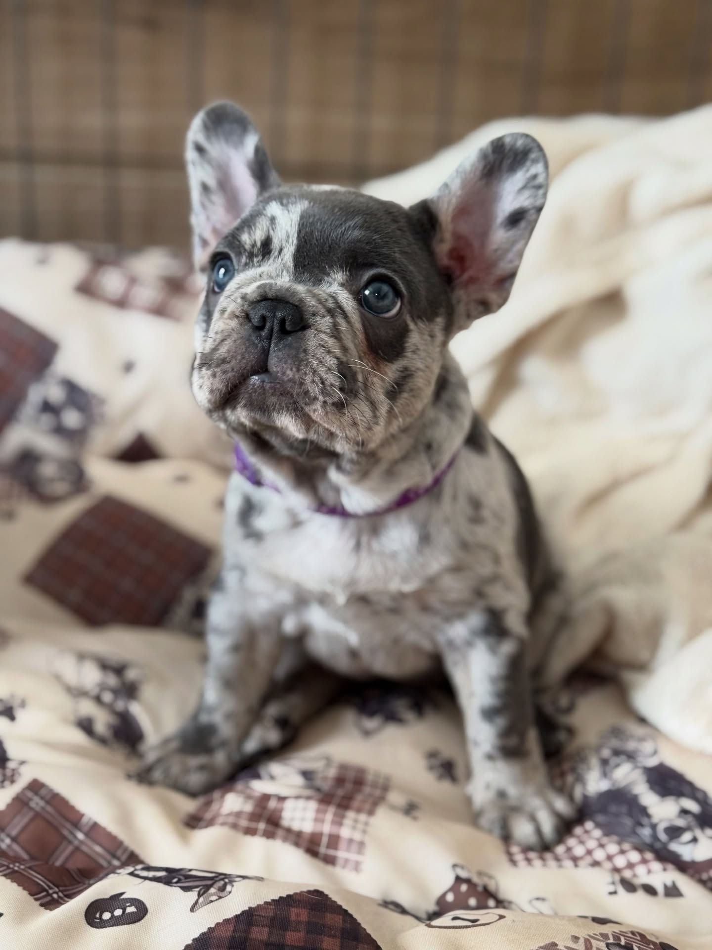 Preview of Hailey puppy video