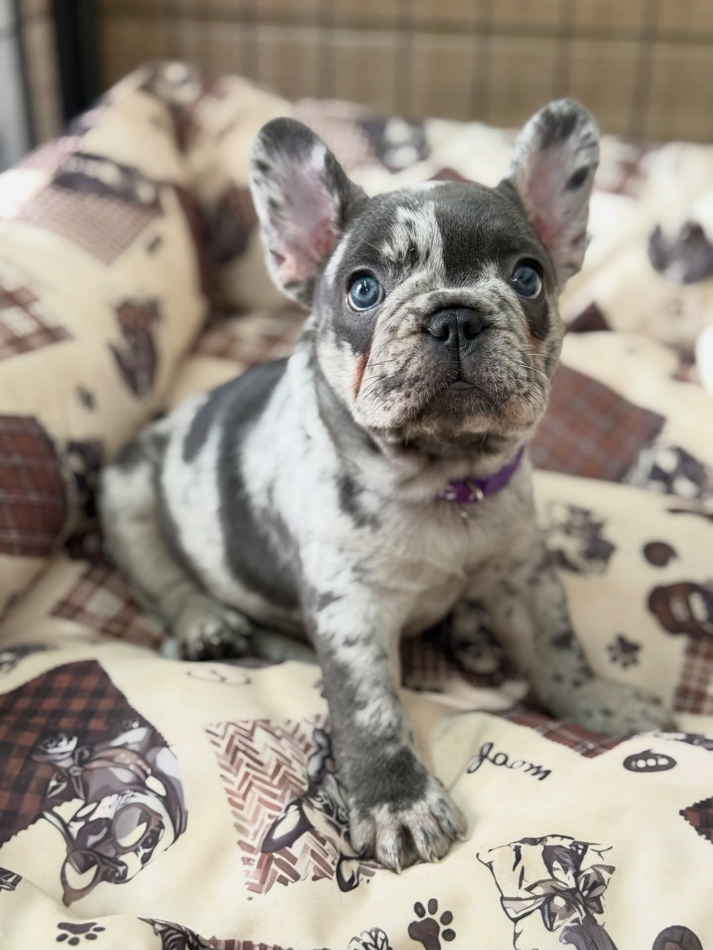 Hailey blue merle French Bulldog puppy portrait