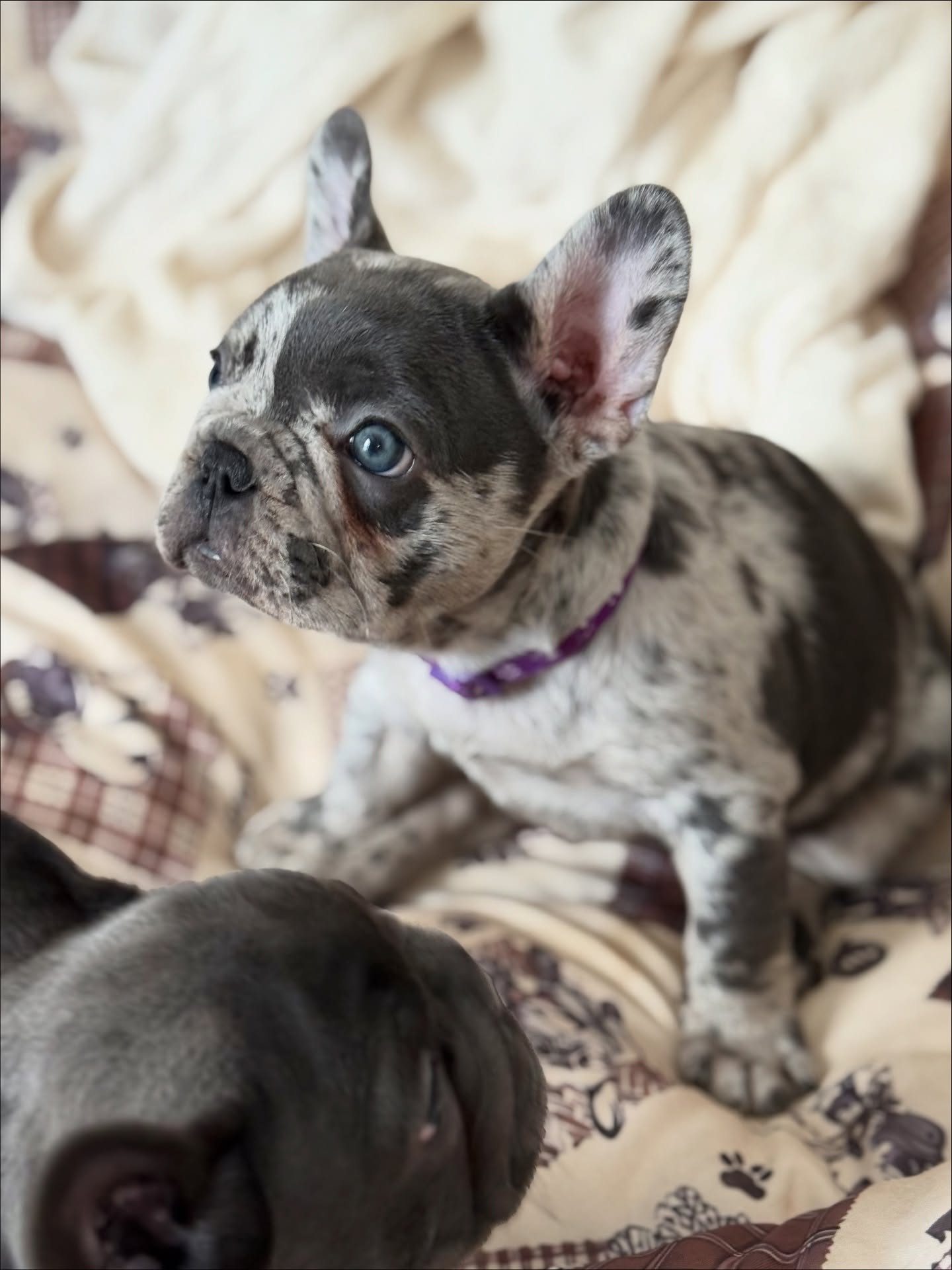 Hailey blue merle French Bulldog puppy standing