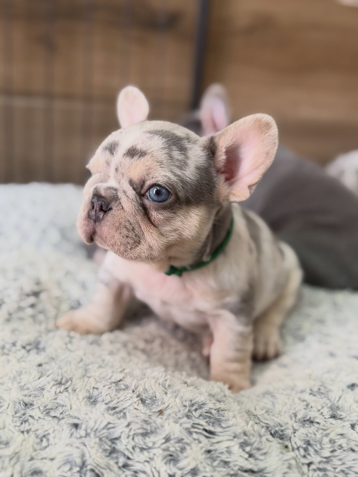 French Bulldog puppy resting on a soft cream blanket