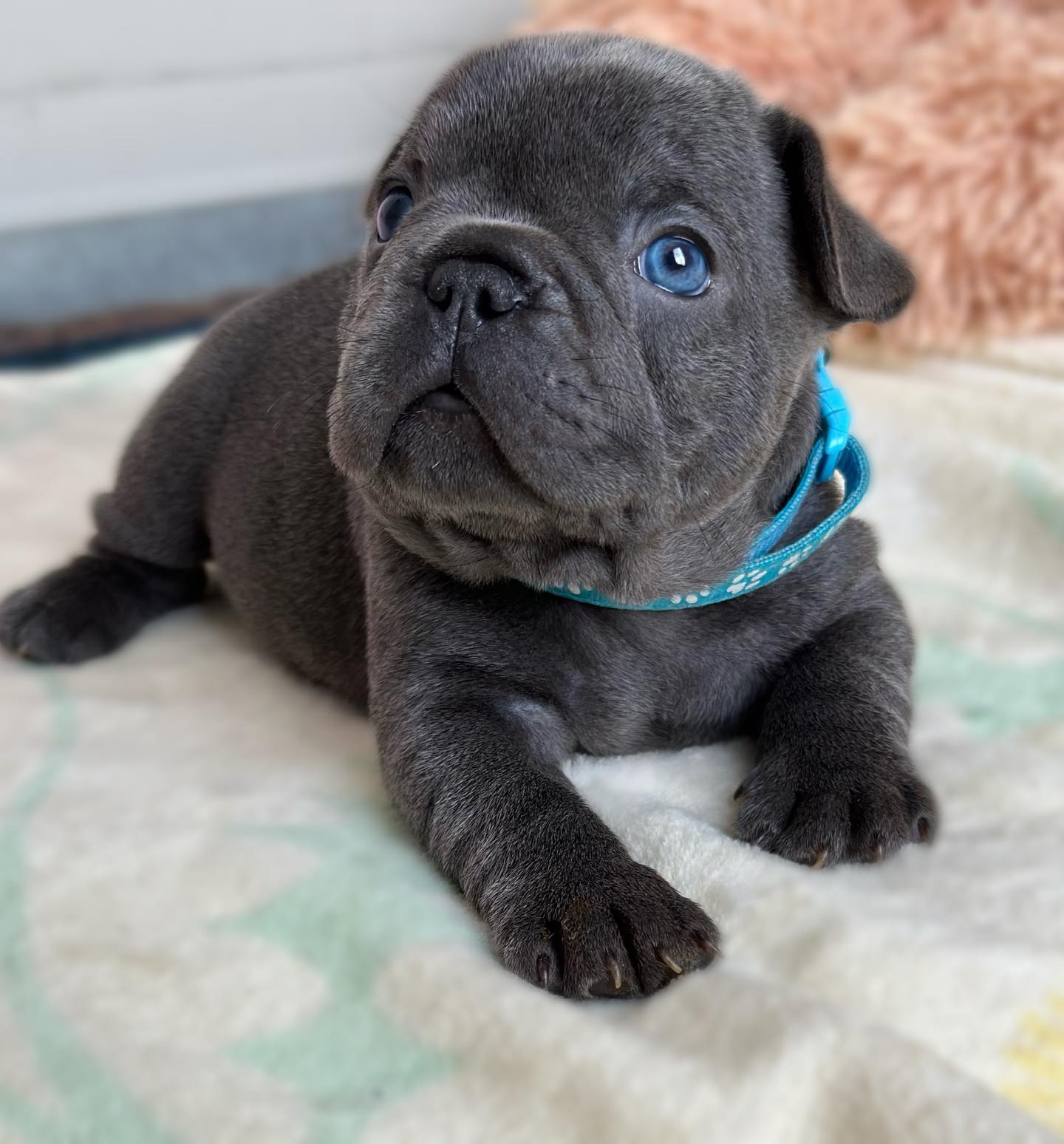 Bennette, a female blue-gray French Bulldog puppy