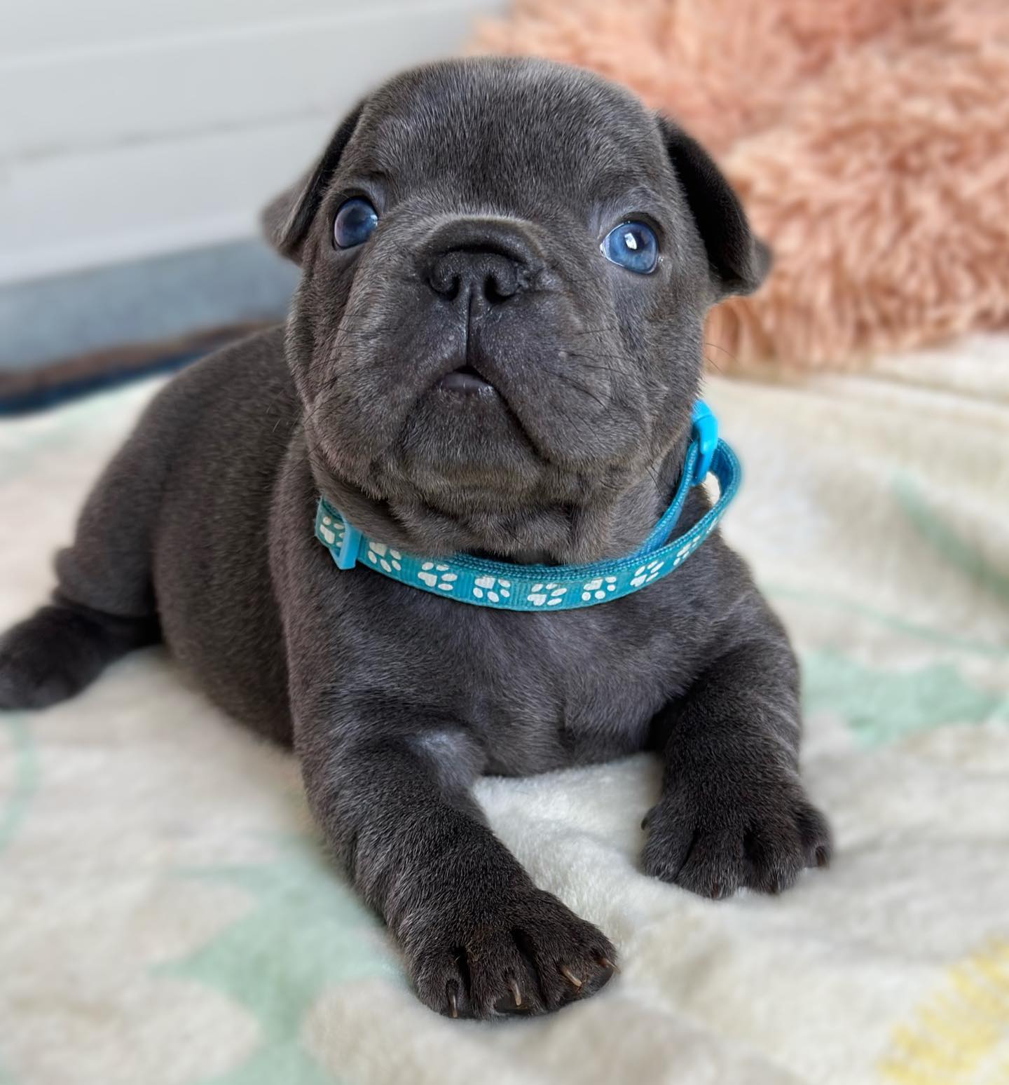 Bennette French Bulldog puppy photo 1