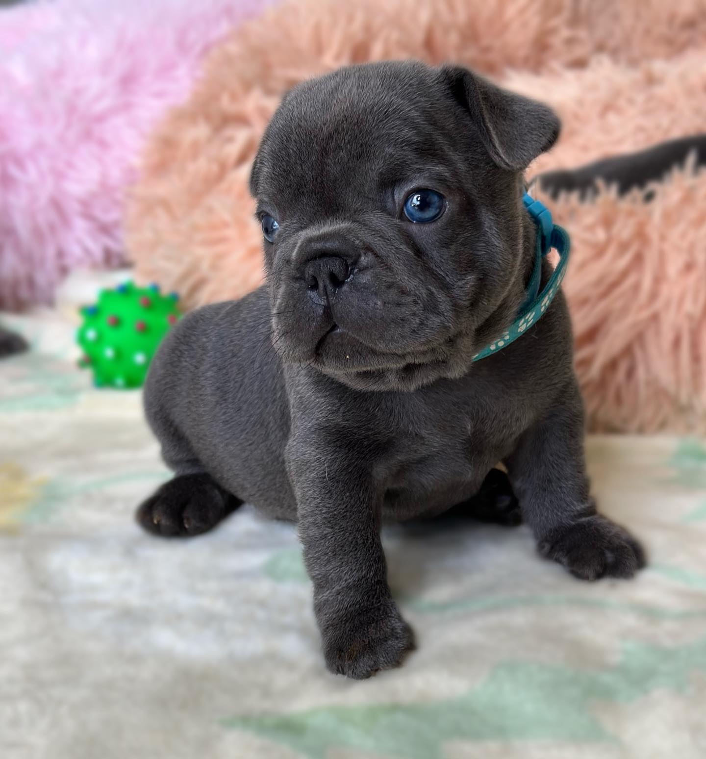 Bennette French Bulldog puppy photo 2