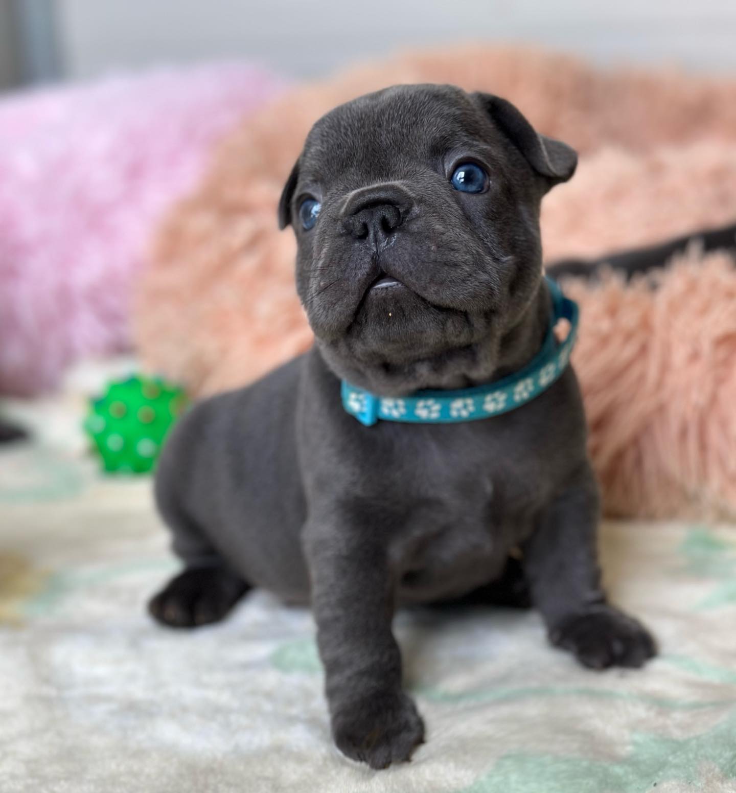 Bennette French Bulldog puppy photo 3
