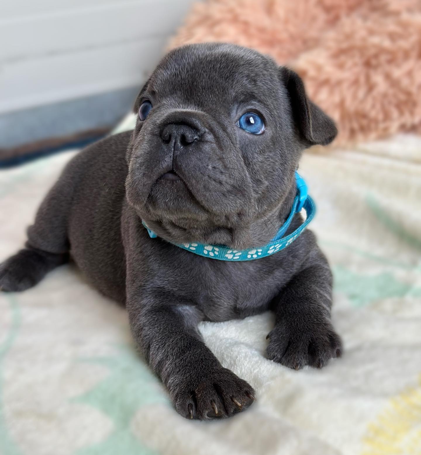 Bennette French Bulldog puppy photo 4