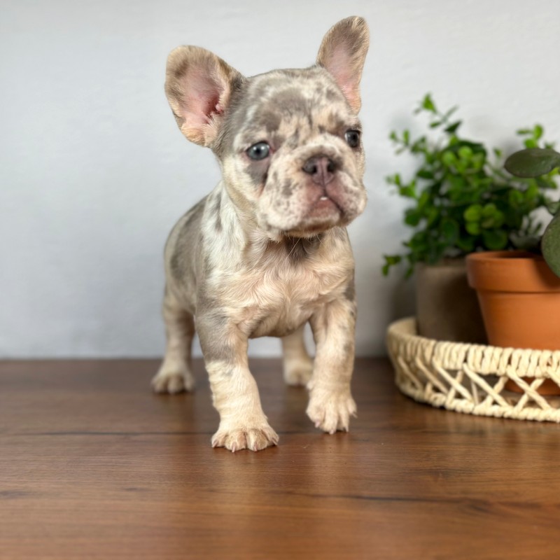 Calais French Bulldog puppy standing