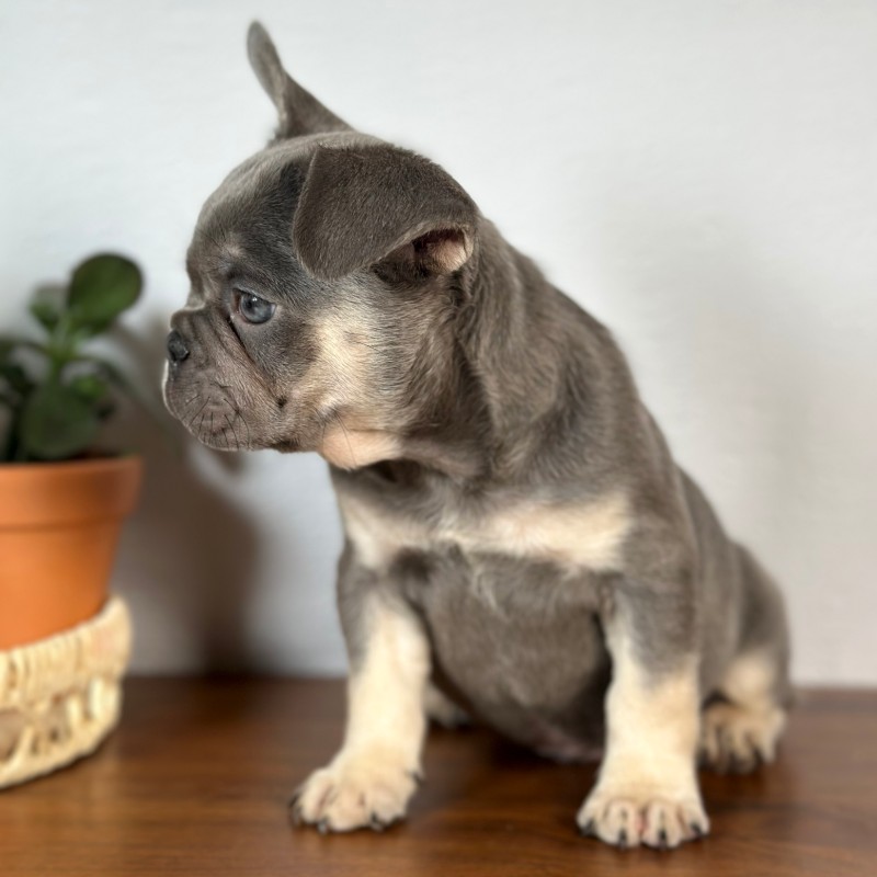 Calais French Bulldog puppy standing
