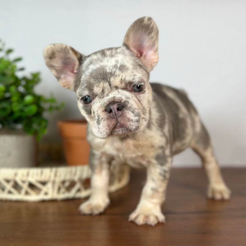 Calais French Bulldog puppy portrait