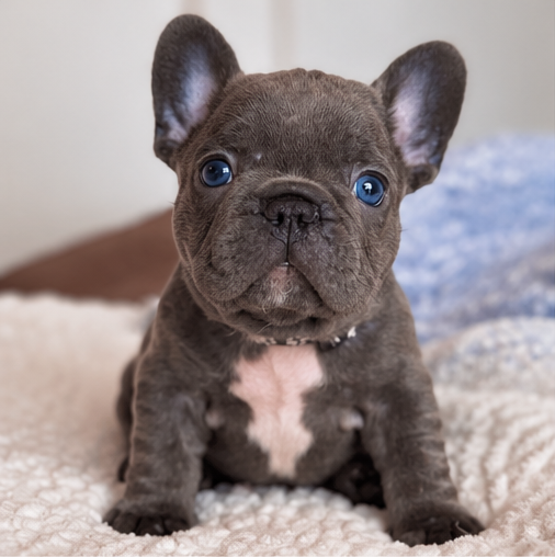 George puppy portrait