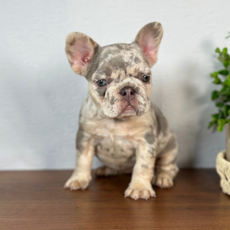 Calais, a Blue and Tan Merle French Bulldog puppy