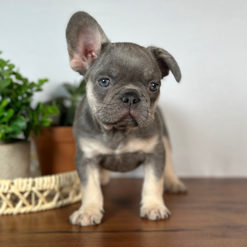 Calais French Bulldog puppy