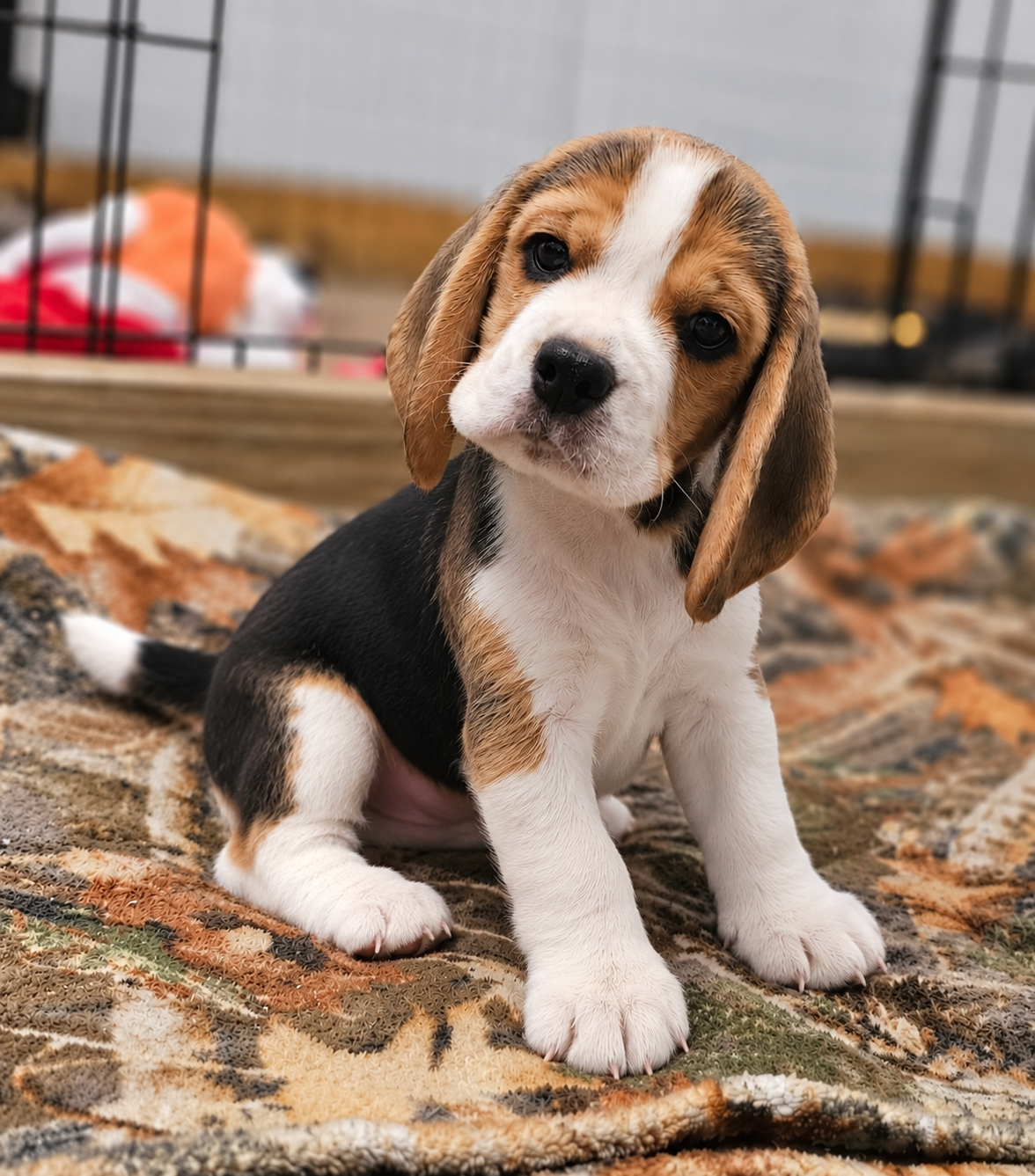 Grayco Beagle puppy sitting