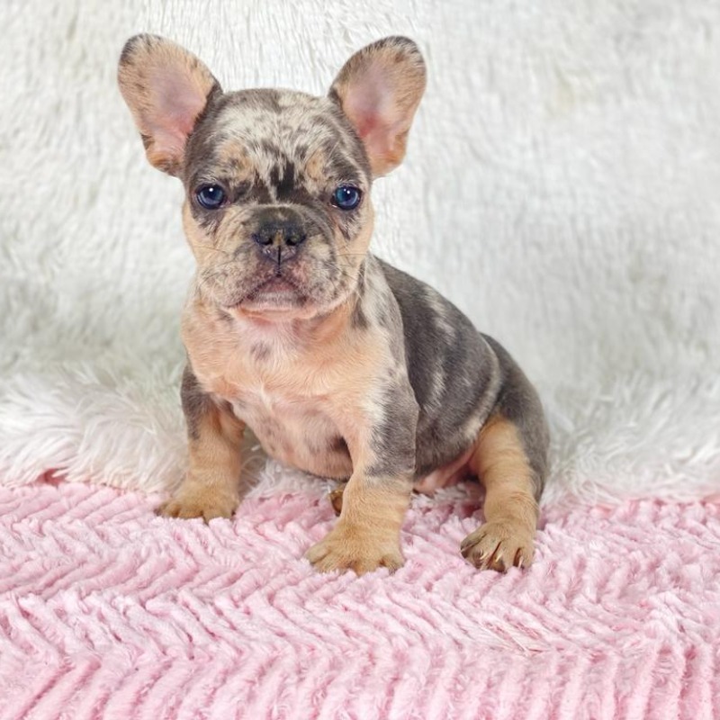Calais the French Bulldog puppy