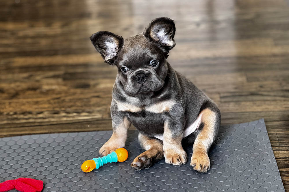 George, a blue-gray French Bulldog puppy