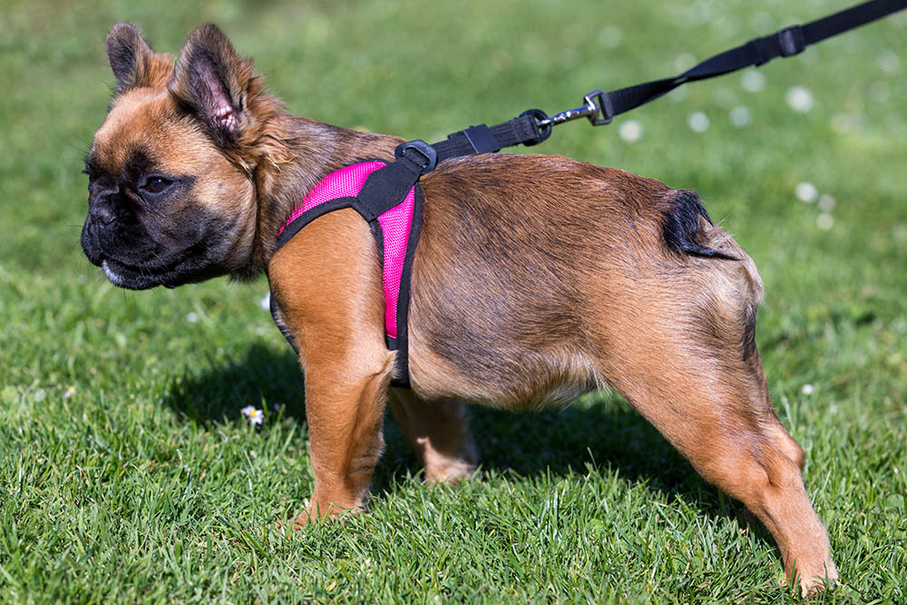 Elvis, a French Bulldog puppy